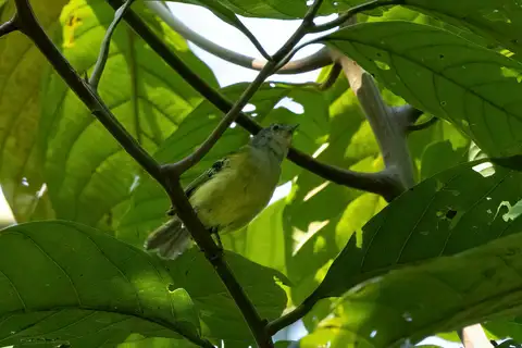 Spectacled Bristle Tyrant