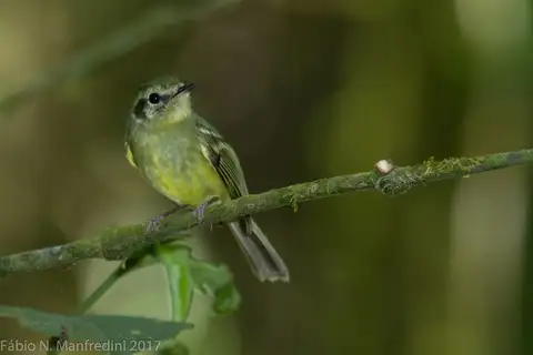 Sao Paulo Bristle Tyrant