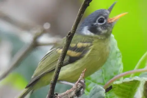 Variegated Bristle Tyrant