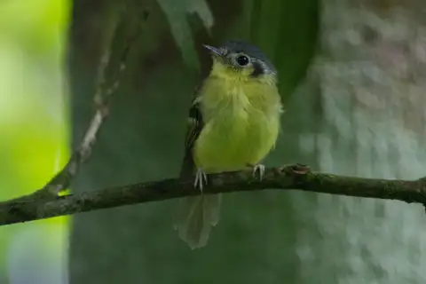 Venezuelan Bristle Tyrant