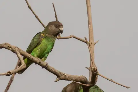 Niam-niam Parrot