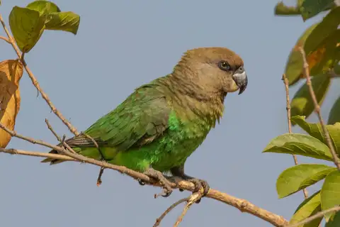 Brown-headed Parrot