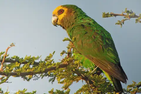 Yellow-fronted Parrot