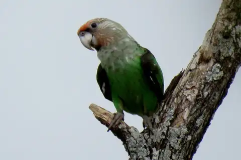 Brown-necked Parrot