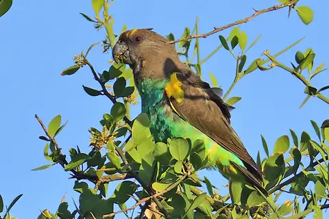 Meyer's Parrot
