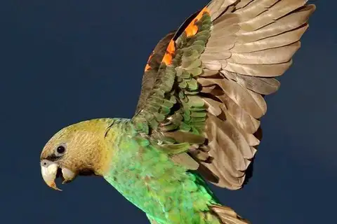 Cape Parrot