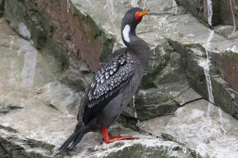 Red-legged Cormorant