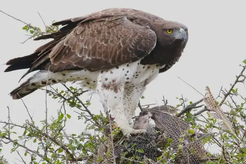 Martial Eagle