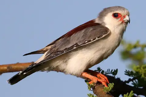 Pygmy Falcon