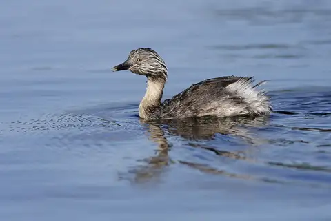 Hoary-headed Grebe