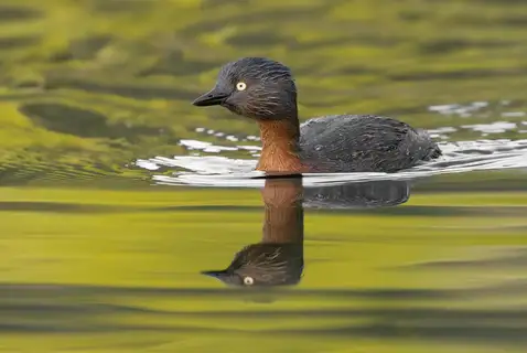 New Zealand Grebe