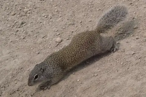Franklin's Ground Squirrel