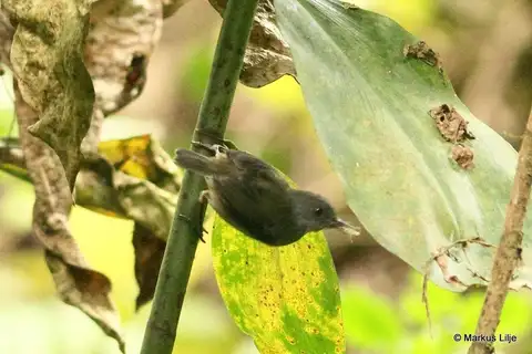 White-tailed Warbler