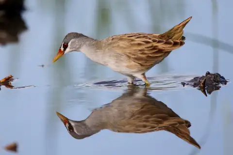 White-browed Crake