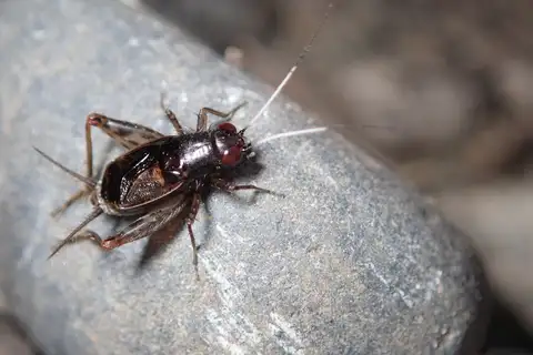 Polionemobius flavoantennalis