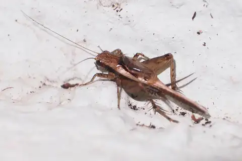 Polionemobius taprobanensis