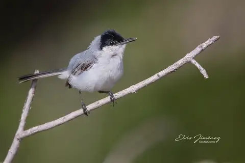 Yucatan Gnatcatcher