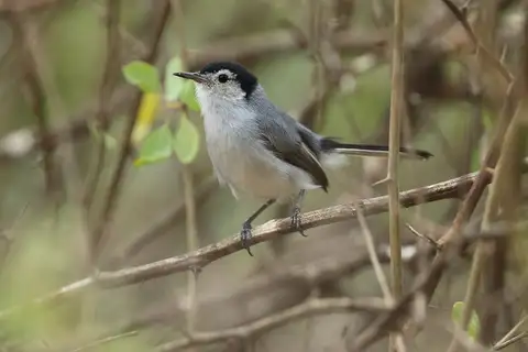 White-browed Gnatcatcher