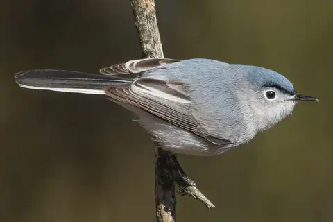 Blue-grey Gnatcatcher