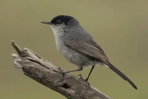 California Gnatcatcher