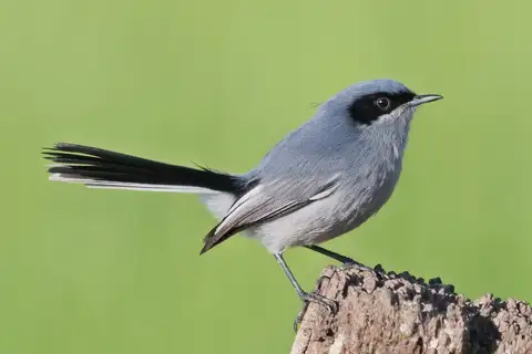 Masked Gnatcatcher