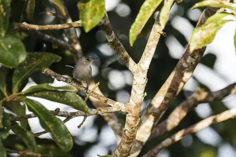 Guianan Gnatcatcher