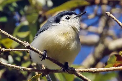 Creamy-bellied Gnatcatcher