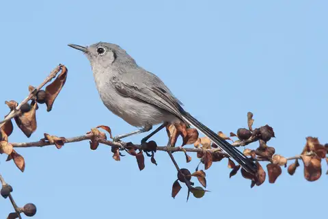 Cuban Gnatcatcher