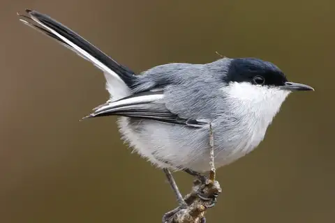 Maranon Gnatcatcher