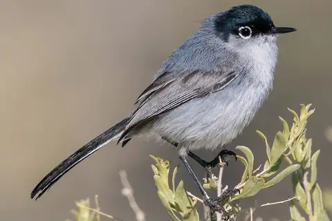 Black-tailed Gnatcatcher