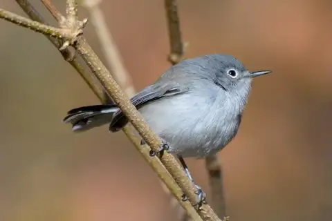 Black-capped Gnatcatcher
