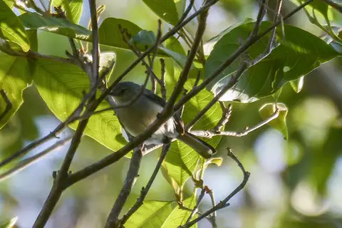Klages's Gnatcatcher