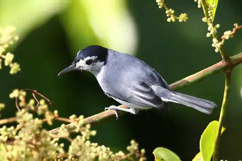 Tropical Gnatcatcher
