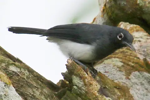 Slate-throated Gnatcatcher