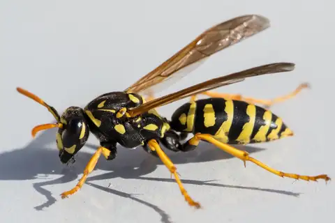 European Paper Wasp