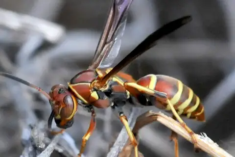 Hunter's Little Paper Wasp