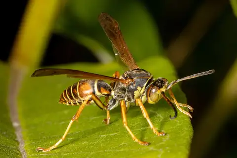 Northern Paper Wasp
