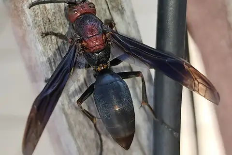 Giant Brown Paper Wasp