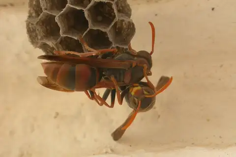 Australian Paper Wasp