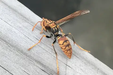 Dark-waisted Paper Wasp