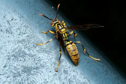 Rothney's Paper Wasp
