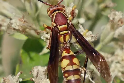 Variegated Paper Wasp