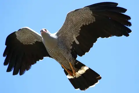 Madagascar Harrier-Hawk
