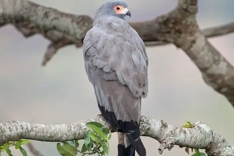 African Harrier-Hawk