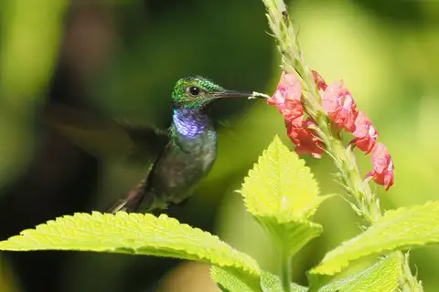 Blue-chested Hummingbird