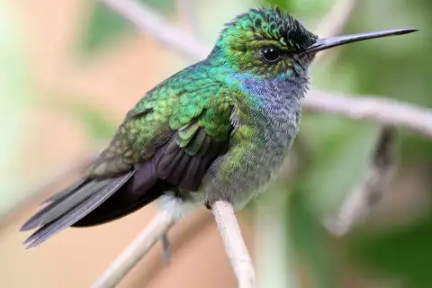 Charming Hummingbird