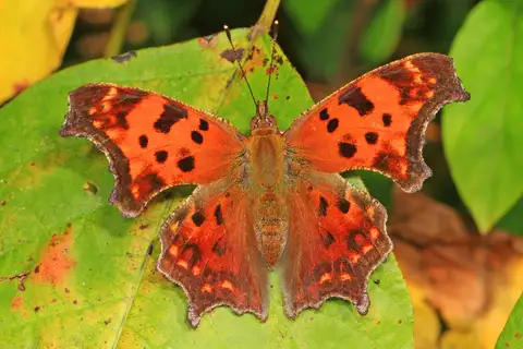 Eastern Comma