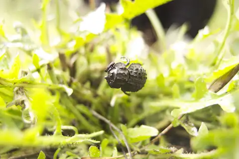 Polynoncus bullatus