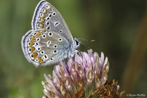 Common Blue