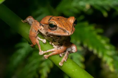 Taiwan Whipping Frog